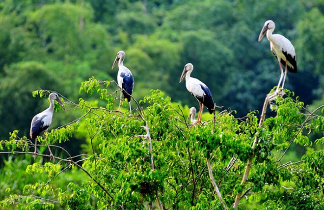 jardin-oiseaux-Thung-Nham4