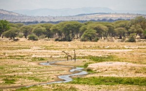 Le parc national Ruaha en Tanzanie