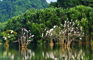le jardin des oiseaux à Thung Nham